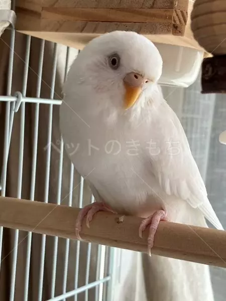迷子鳥の画像