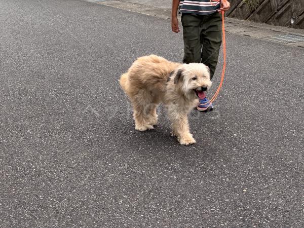 保護犬の画像