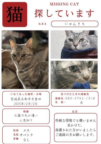 迷子猫の画像