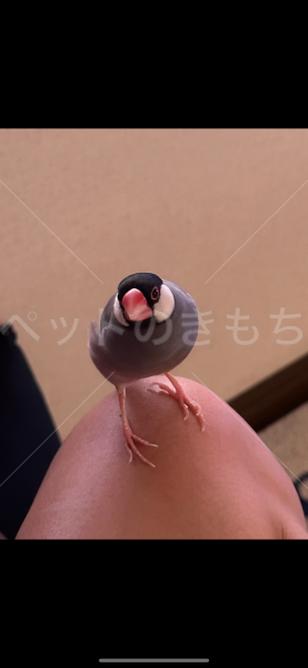 迷子鳥の画像