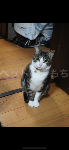 迷子猫の画像
