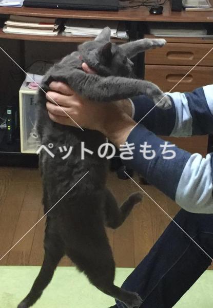 迷子猫の画像