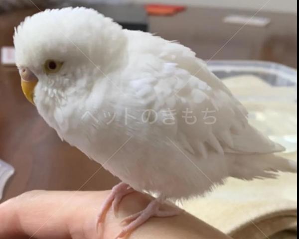 保護鳥の画像