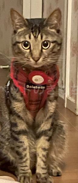 迷子猫の画像