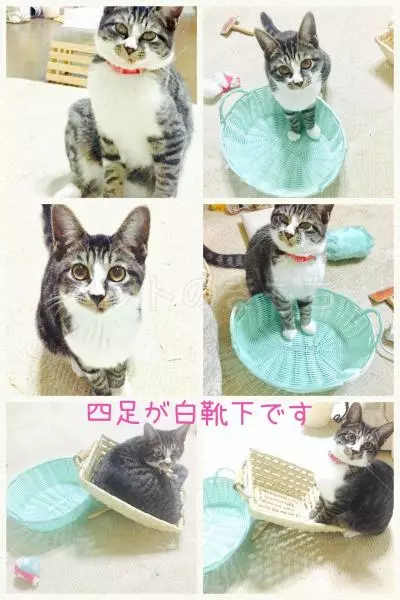 迷子猫の画像
