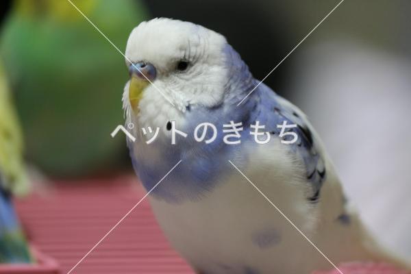 迷子鳥の画像