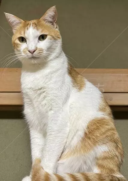 迷子猫の画像