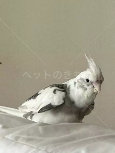 迷子鳥の画像