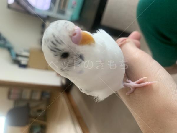 迷子鳥の画像