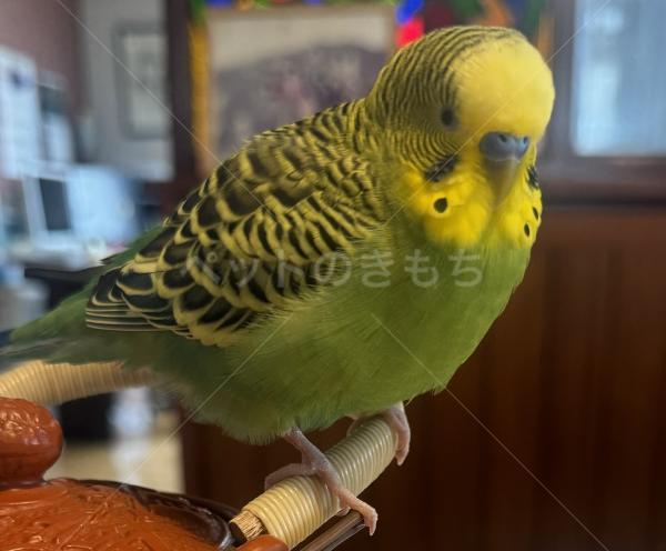 迷子鳥の画像