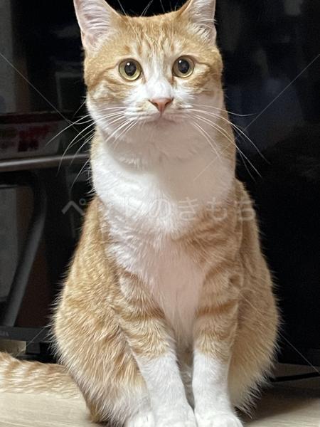迷子猫の画像