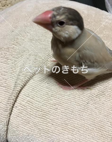 迷子鳥の画像