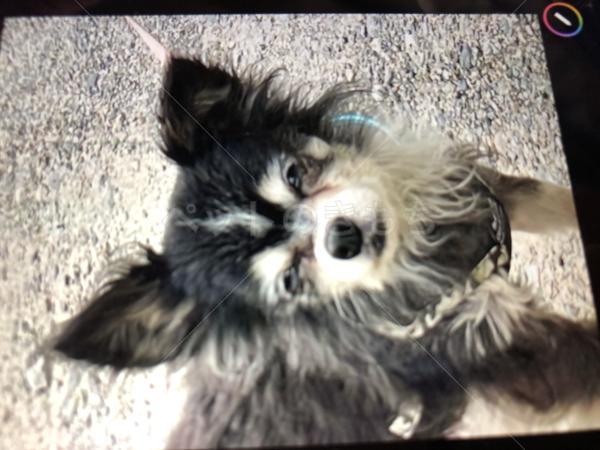 迷子犬の画像