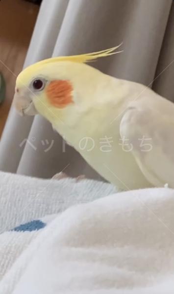 迷子鳥の画像