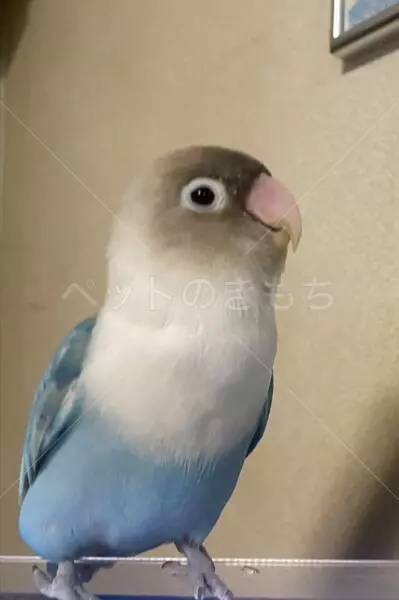 迷子鳥の画像