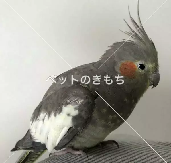 保護鳥の画像