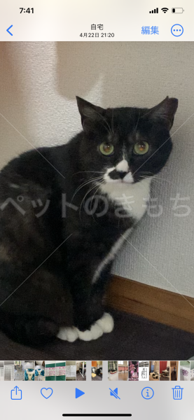 迷子猫の画像