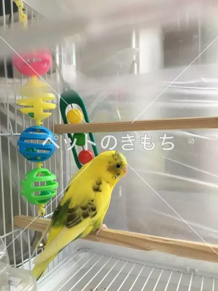 迷子鳥の画像