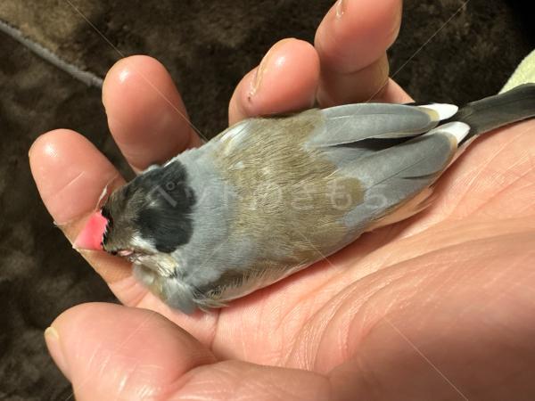迷子鳥の画像