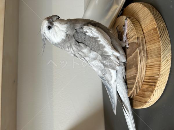 迷子鳥の画像