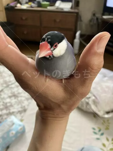 迷子鳥の画像