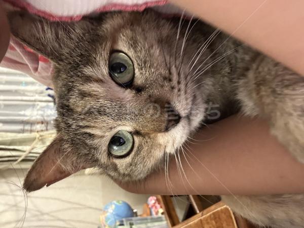 迷子猫の画像