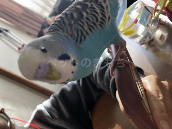 迷子鳥の画像