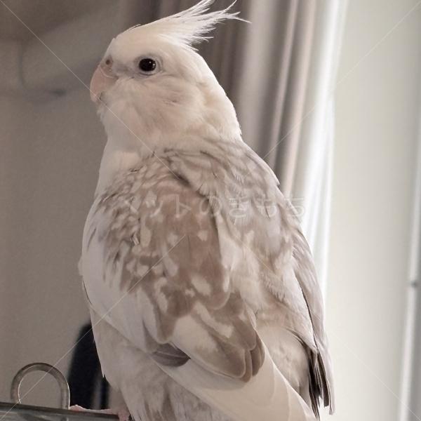迷子鳥の画像
