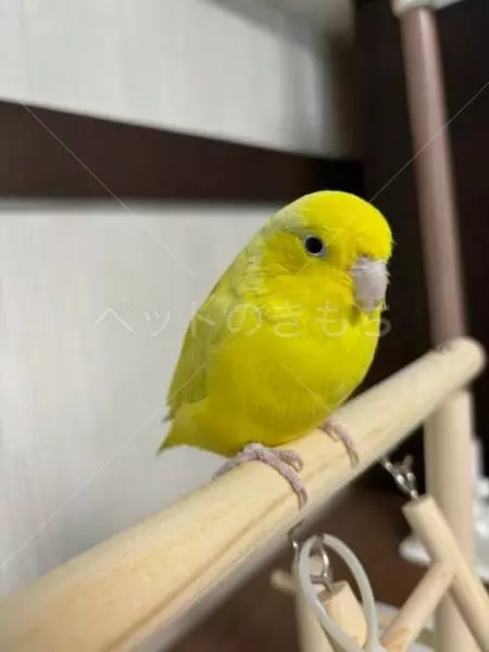 迷子鳥の画像