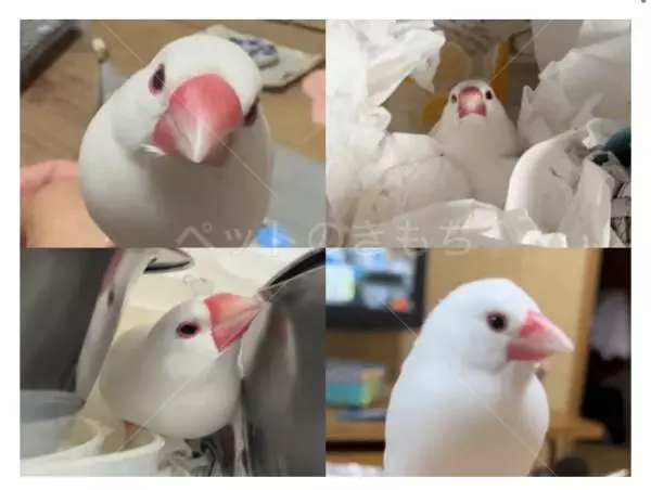 迷子鳥の画像