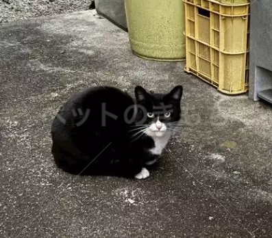 迷子猫の画像