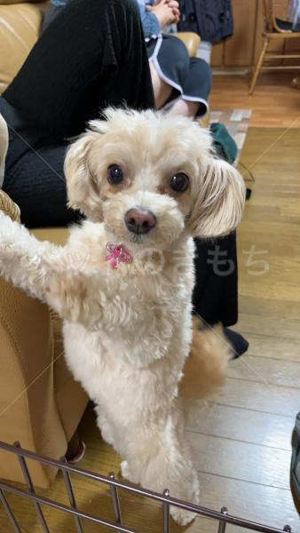 迷子犬の画像