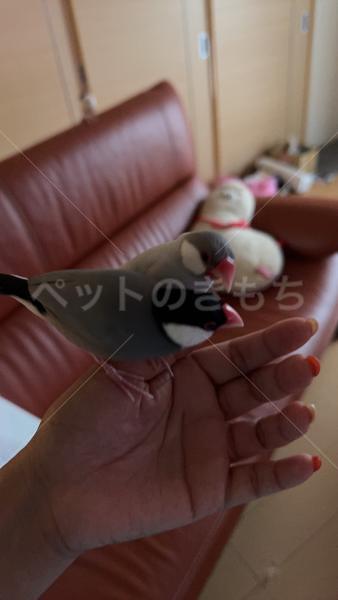 迷子鳥の画像