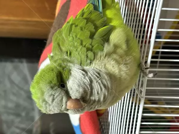 コメントの画像