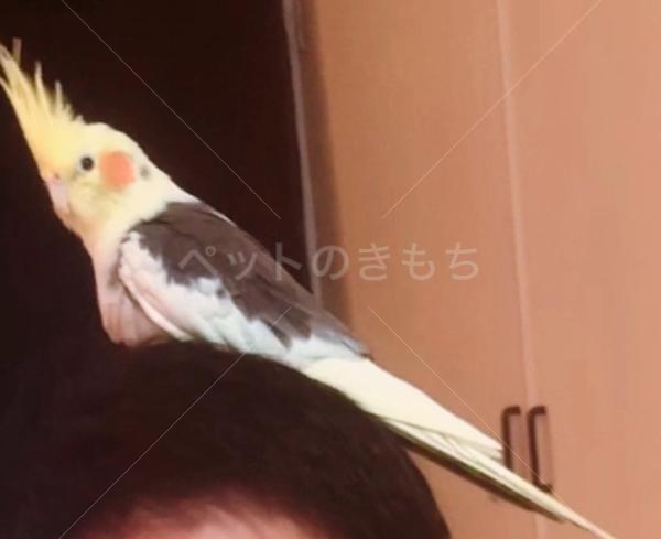 迷子鳥の画像