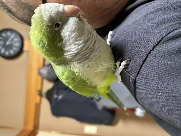 コメントの画像