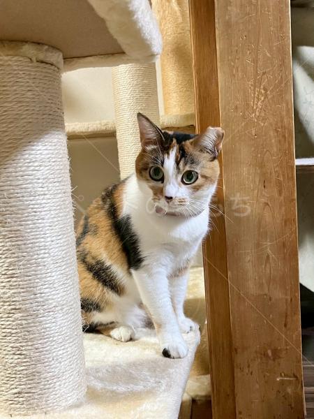 迷子猫の画像