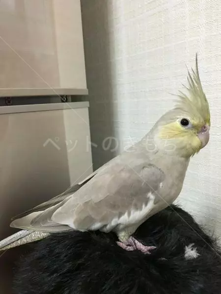 迷子鳥の画像