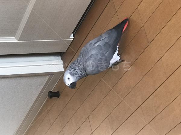 迷子鳥の画像