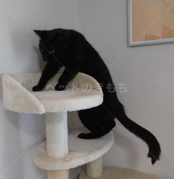 迷子猫の画像