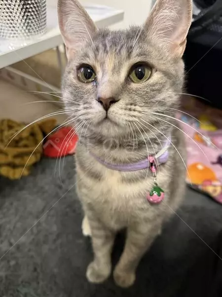 迷子猫の画像