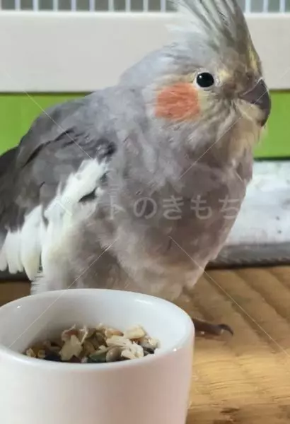 迷子鳥の画像