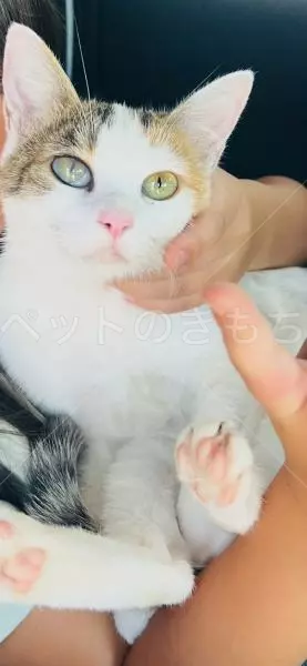 迷子猫の画像