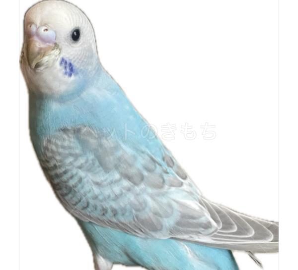 迷子鳥の画像