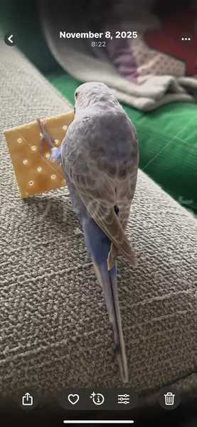 コメントの画像