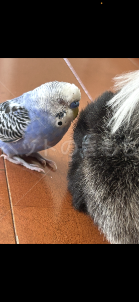 迷子鳥の画像
