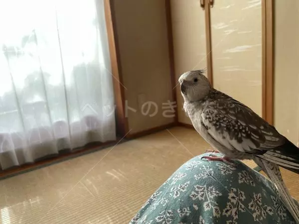 迷子鳥の画像