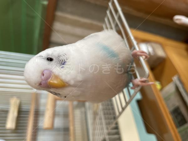 迷子鳥の画像