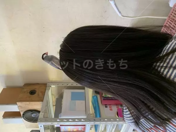 コメントの画像