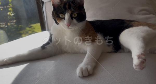 迷子猫の画像